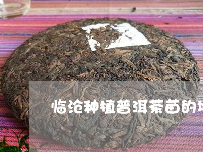 临沧种植普洱茶苗的地方/2023110459504