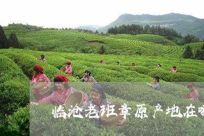 临沧老班章原产地在哪/2023092443915