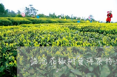 临沧花椒树普洱茶特点/2023062953381