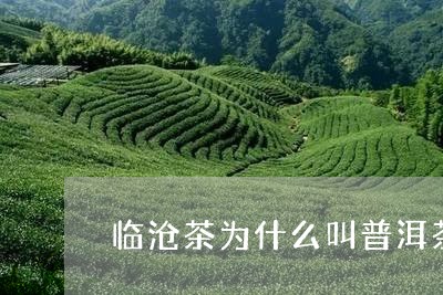 临沧茶为什么叫普洱茶/2023080309363