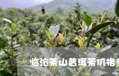 临沧茶山普洱茶价格多少/2023103127247