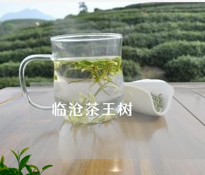 临沧茶王树/2023090284917