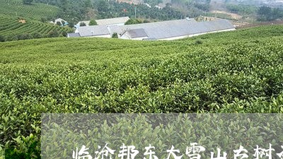 临沧邦东大雪山古树茶/2023071639362