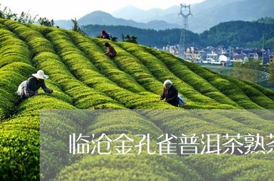 临沧金孔雀普洱茶熟茶/2023120649581