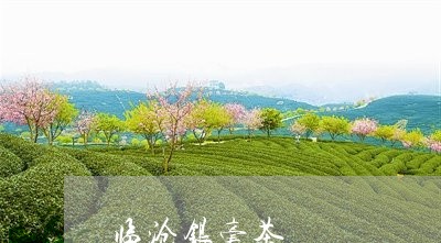 临沧银毫茶/2023090296183