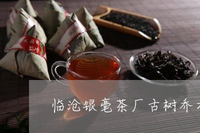 临沧银毫茶厂古树乔木/2023071696289