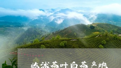 临沭茶叶白茶产地/2023061439582