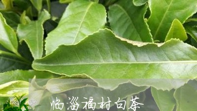 临淄福村白茶/2023051203037