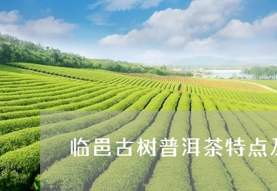 临邑古树普洱茶特点及价格/2023082893825