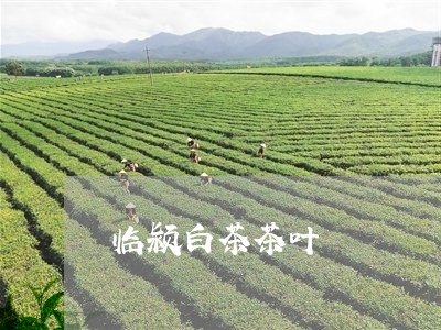 临颍白茶茶叶/2023051210504