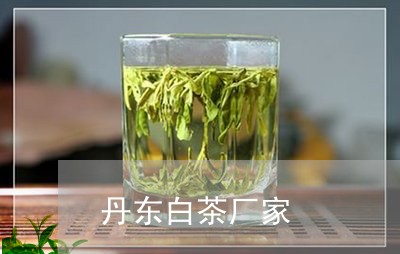 丹东白茶厂家/2023051288250