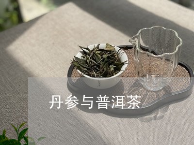 丹参与普洱茶/2023042718658