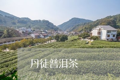 丹徒普洱茶/2023090524948