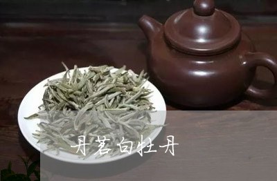 丹茗白牡丹/2023082767361