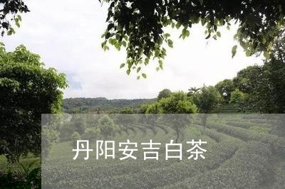 丹阳安吉白茶/2023051256392