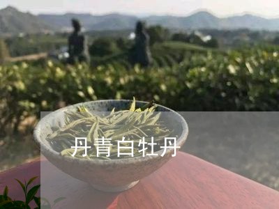 丹青白牡丹/2023082759282