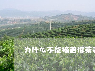 为什么不能摘普洱茶壳/2023062937058