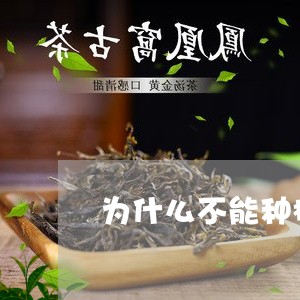 为什么不能种植白茶/2023071485948