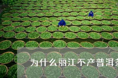 为什么丽江不产普洱茶/2023062467179