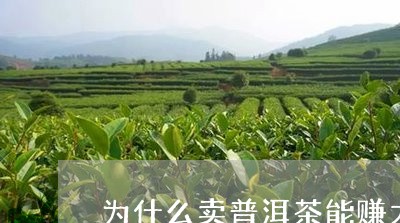 为什么卖普洱茶能赚大钱/2023103129561