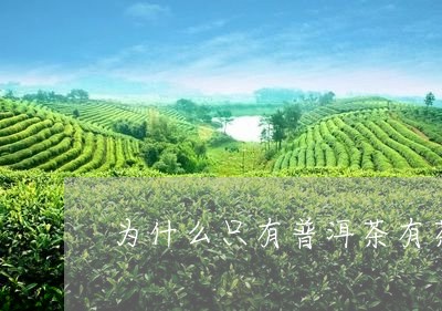 为什么只有普洱茶有茶气/2023110183849