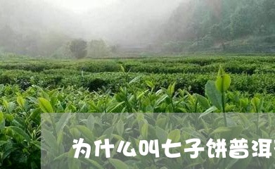 为什么叫七子饼普洱茶/2023092730590