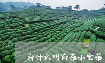 为什么叫白茶小宝茶/2023121659682