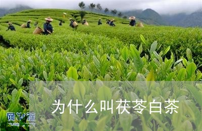 为什么叫茯苓白茶/2023061419492