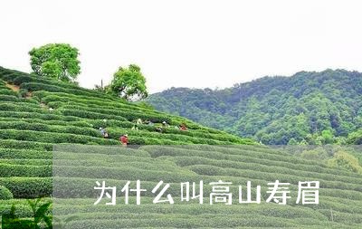 为什么叫高山寿眉/2023090871615