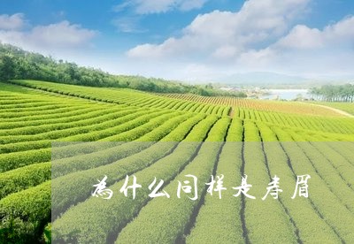 为什么同样是寿眉/2023061407359