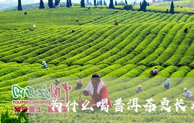 为什么喝普洱茶更长寿/2023093049370