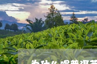 为什么喝普洱茶有苦味/2023062178692