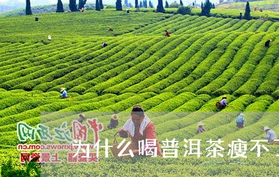 为什么喝普洱茶瘦不了/2023062428472