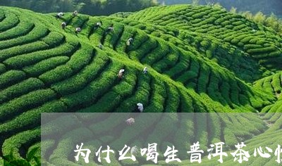 为什么喝生普洱茶心慌/2023092974717