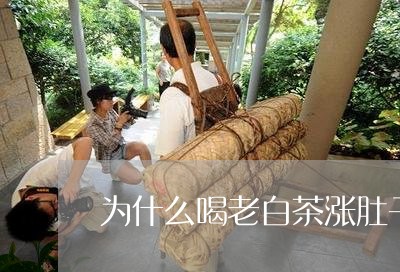 为什么喝老白茶涨肚子/2023092623946