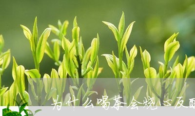 为什么喝茶会烧心反酸/2023071571704