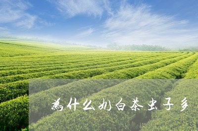 为什么奶白茶虫子多/2023081115139