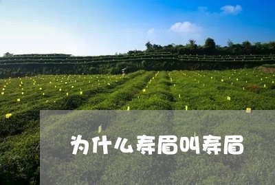 为什么寿眉叫寿眉/2023061441815