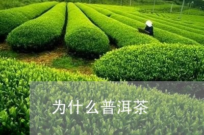 为什么普洱茶/2023042883933