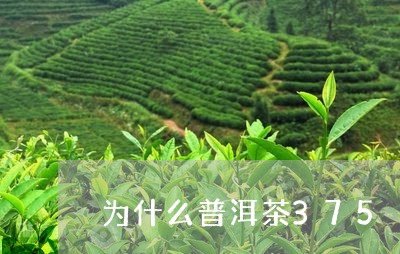 为什么普洱茶375/2023091417471