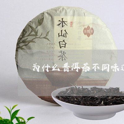 为什么普洱茶不同味道/2023080231525