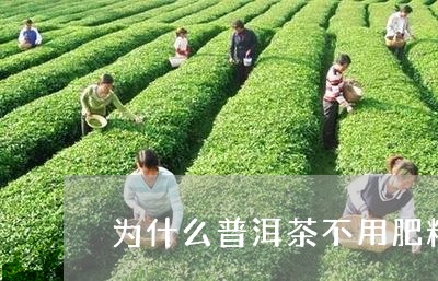 为什么普洱茶不用肥料/2023100559261