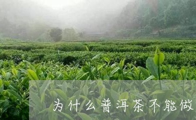 为什么普洱茶不能做饼/2023101728261