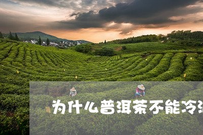 为什么普洱茶不能冷泡/2023092951616