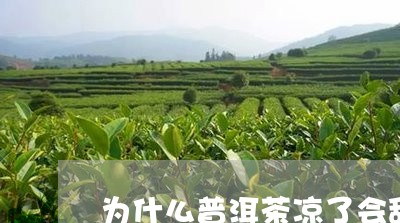 为什么普洱茶凉了会甜/2023120603036