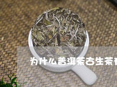 为什么普洱茶古生茶有尿骚味/2023052781631