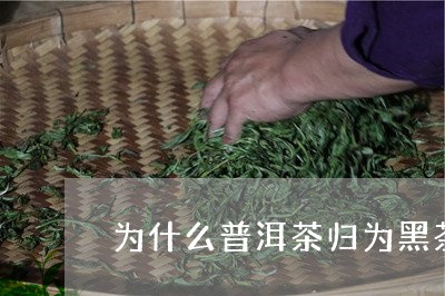 为什么普洱茶归为黑茶/2023062343161