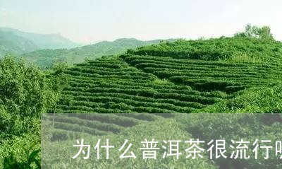 为什么普洱茶很流行呢/2023120682714