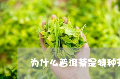 为什么普洱茶是特种茶/2023100739372