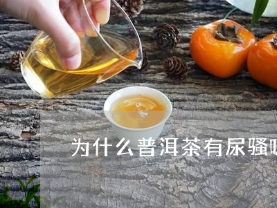 为什么普洱茶有尿骚味/2023061718694